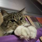 Kittiolic avatar