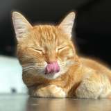 gingerpussybaby avatar