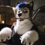 gravitystormhusky avatar