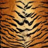 hercles avatar