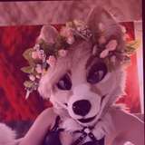 lunarifox avatar